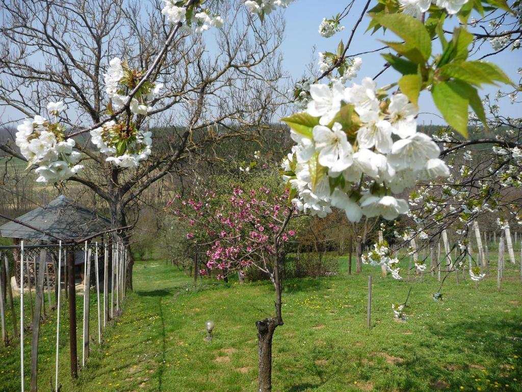 Foerhenc Wine House & Guesthouses I-Ii-Iii نايغكانيشا المظهر الخارجي الصورة